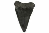 Fossil Great White Shark Tooth - South Carolina #340325-1